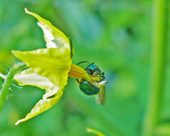 Augochloropsis viridula