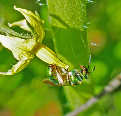 Augochloropsis viridula