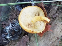 Pholiota subsulphurea