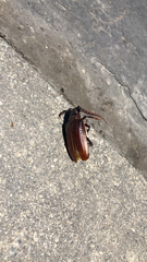 Prionus californicus