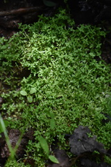 Callitriche terrestris