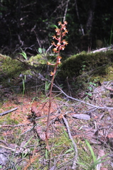 Corallorhiza maculata occidentalis