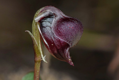 Corybas unguiculatus