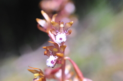 Corallorhiza maculata occidentalis