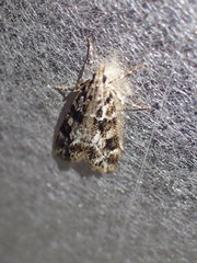 Eudonia delunella