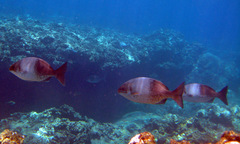 Kyphosus hawaiiensis