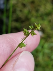Carex brunnescens