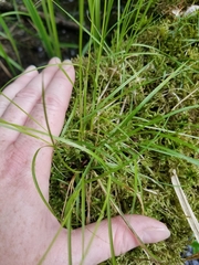 Carex brunnescens