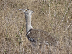 Ardeotis kori struthiunculus