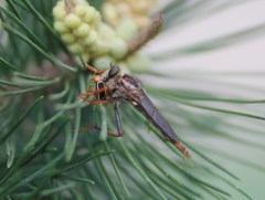 Cyclotrypema furcata