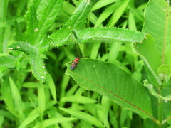 Tetraopes melanurus