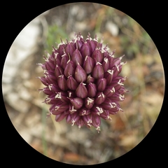 Allium sphaerocephalon