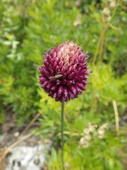 Allium sphaerocephalon