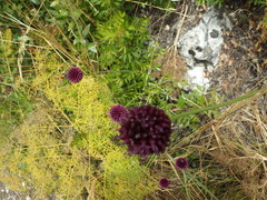 Allium sphaerocephalon