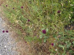 Allium sphaerocephalon