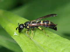 Symmorphus canadensis