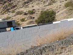 Geococcyx californianus