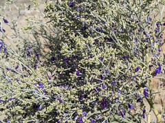 Psorothamnus spinosus