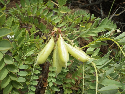 Iberian Milkvetch