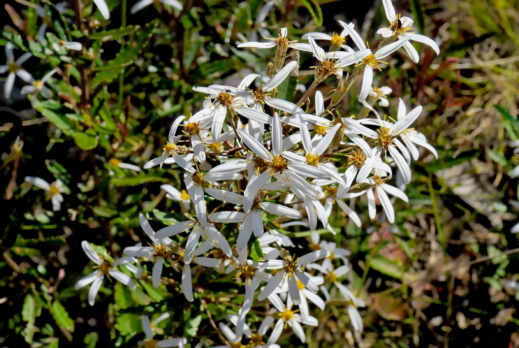 Pink-tip Daisy-bush