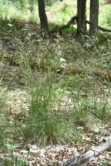 Piptochaetium avenaceum