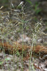 Piptochaetium avenaceum