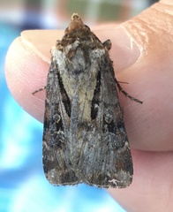 Agrotis vancouverensis