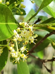 Zanthoxylum schreberi