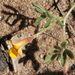 Acmispon strigosus - Photo (c) Millie Basden, alguns direitos reservados (CC BY), enviado por Millie Basden