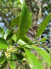 Zanthoxylum schreberi