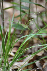 Dichanthelium linearifolium