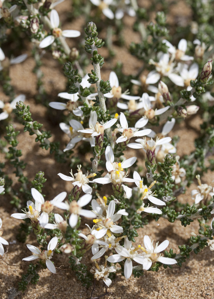 alpine daisy-bush