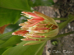 Scadoxus multiflorus