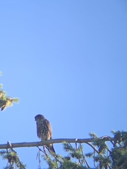 Falco columbarius suckleyi