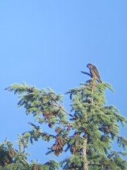 Falco columbarius suckleyi