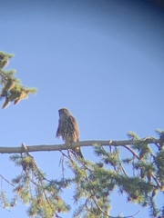 Falco columbarius suckleyi