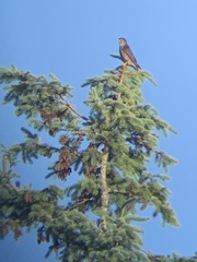 Falco columbarius suckleyi