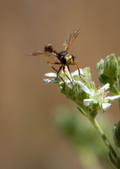 Physocephala texana
