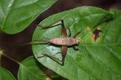 Eneoptera surinamensis