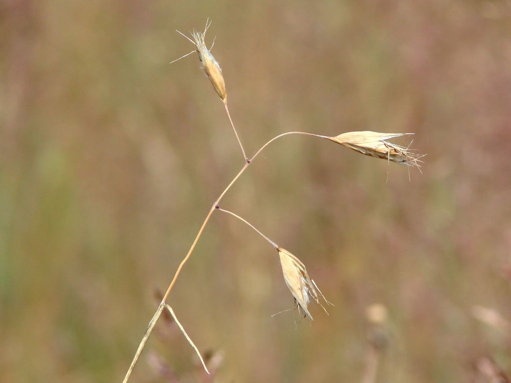 California oat grass (Native Grasses of Ring Mountain) · iNaturalist
