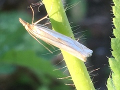 Crambus pratella