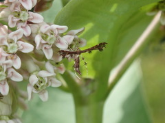 Geina tenuidactylus