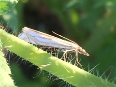 Crambus pratella
