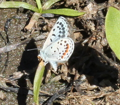 Euphilotes battoides