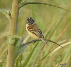 Polystictus pectoralis