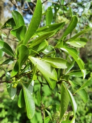 Zanthoxylum schreberi
