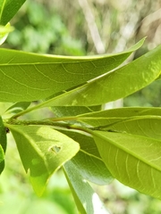Zanthoxylum schreberi
