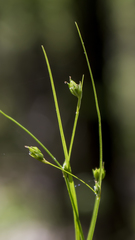 Carex trisperma