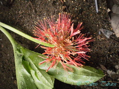 Scadoxus multiflorus