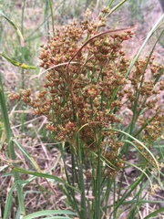 Juncus interior